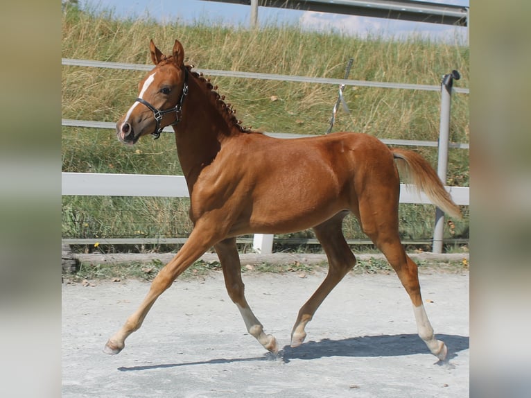 Más ponis/caballos pequeños Yegua Potro (03/2024) 139 cm Alazán in Naila