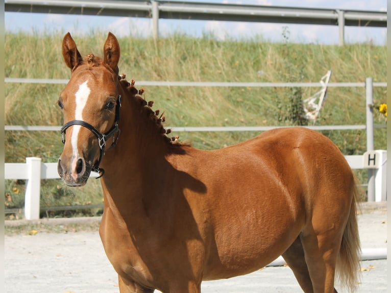 Más ponis/caballos pequeños Yegua Potro (03/2024) 139 cm Alazán in Naila