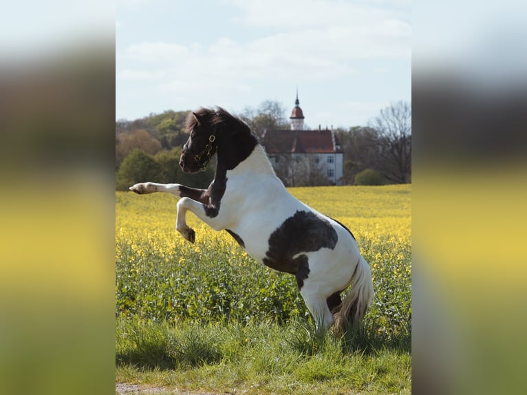 Más ponis/caballos pequeños Caballo castrado 10 años 110 cm Pío in Wietzendorf