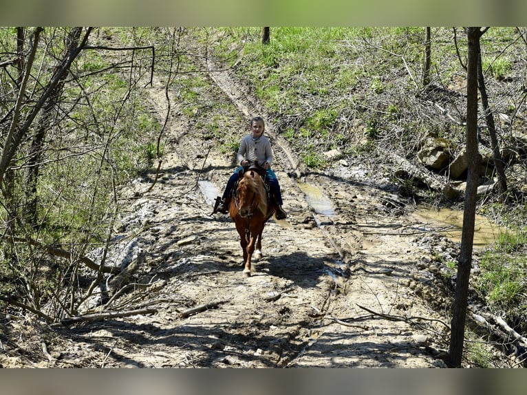 Más ponis/caballos pequeños Caballo castrado 10 años 112 cm Alazán-tostado in Fresno
