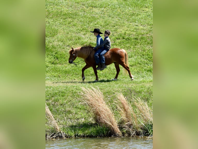 Más ponis/caballos pequeños Caballo castrado 10 años 112 cm Alazán-tostado in Fresno