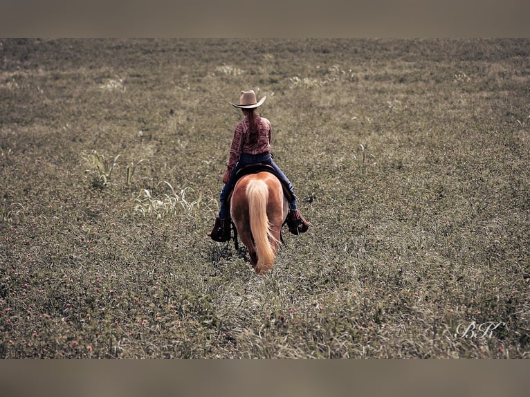 Más ponis/caballos pequeños Caballo castrado 10 años 117 cm in Depauw, IN