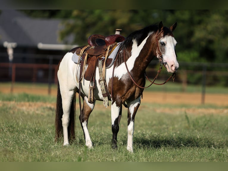 Más ponis/caballos pequeños Caballo castrado 10 años 117 cm Overo-todas las-capas in Cleburne, TX