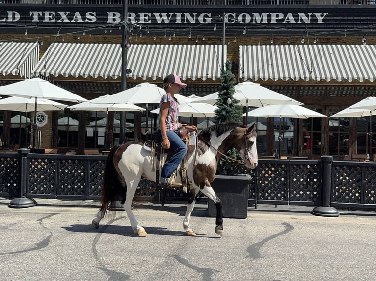 Más ponis/caballos pequeños Caballo castrado 10 años 117 cm Overo-todas las-capas in Cleburne, TX