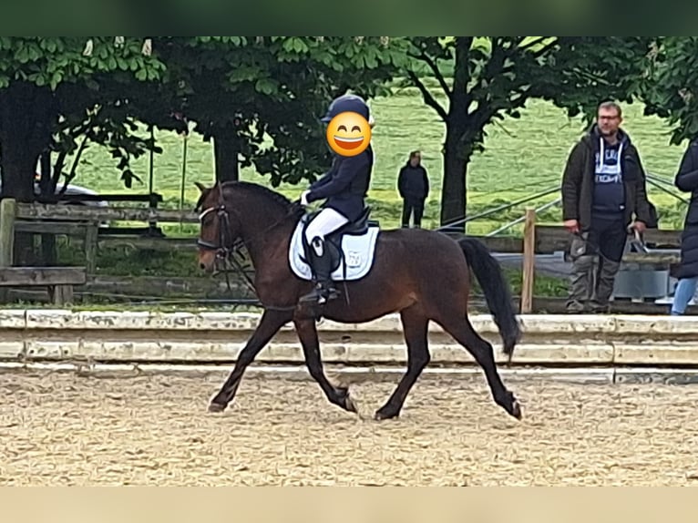Más ponis/caballos pequeños Mestizo Caballo castrado 10 años 122 cm Castaño in Warstein