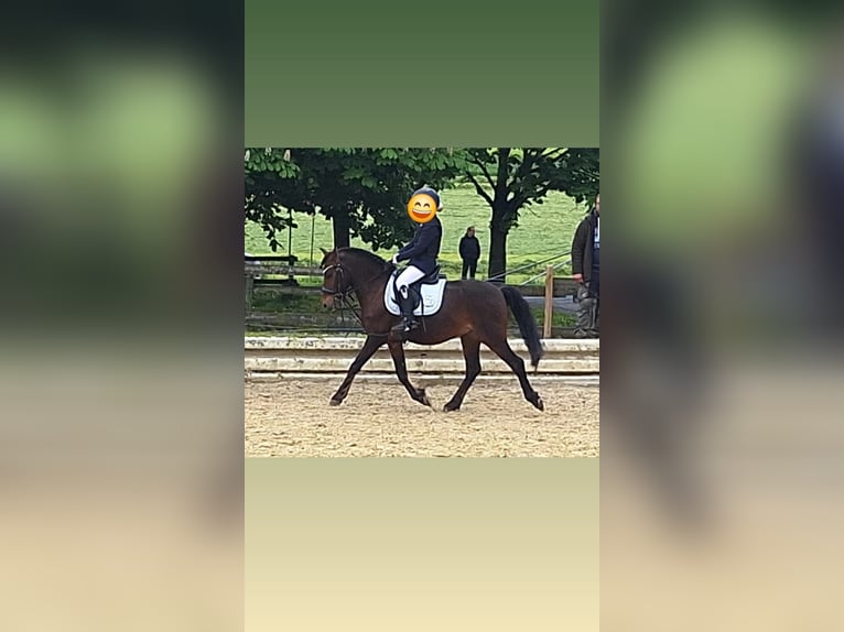 Más ponis/caballos pequeños Mestizo Caballo castrado 10 años 122 cm Castaño in Warstein