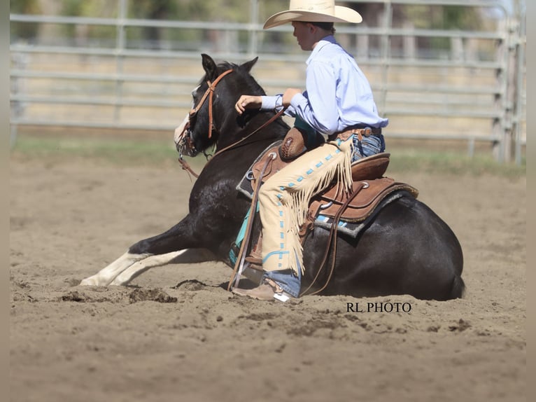 Más ponis/caballos pequeños Caballo castrado 10 años 124 cm Pío in Hamer