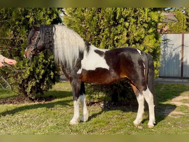 Más ponis/caballos pequeños Caballo castrado 10 años 125 cm Pío in Rechnitz