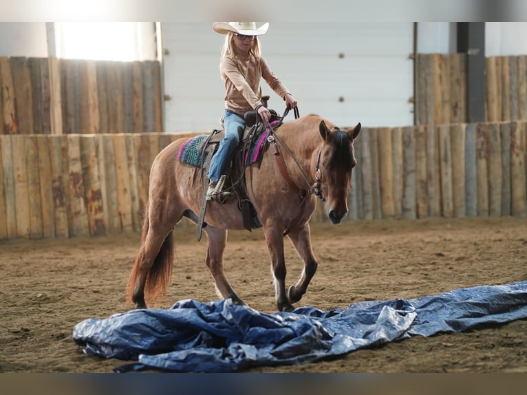 Más ponis/caballos pequeños Caballo castrado 10 años 130 cm Bayo in Corsica