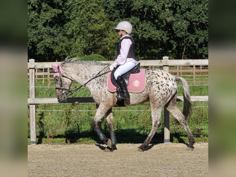 Más ponis/caballos pequeños Mestizo Caballo castrado 10 años 137 cm Atigrado/Moteado in Kaldenkirchen