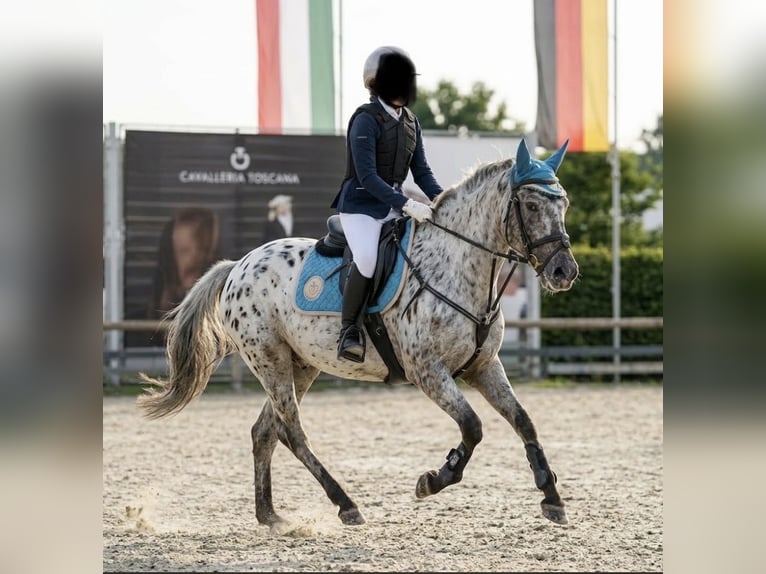 Más ponis/caballos pequeños Mestizo Caballo castrado 10 años 137 cm Atigrado/Moteado in Kaldenkirchen
