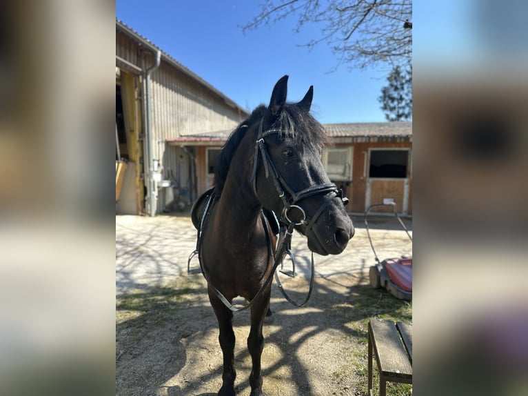Más ponis/caballos pequeños Caballo castrado 10 años 137 cm Negro in Amstetten