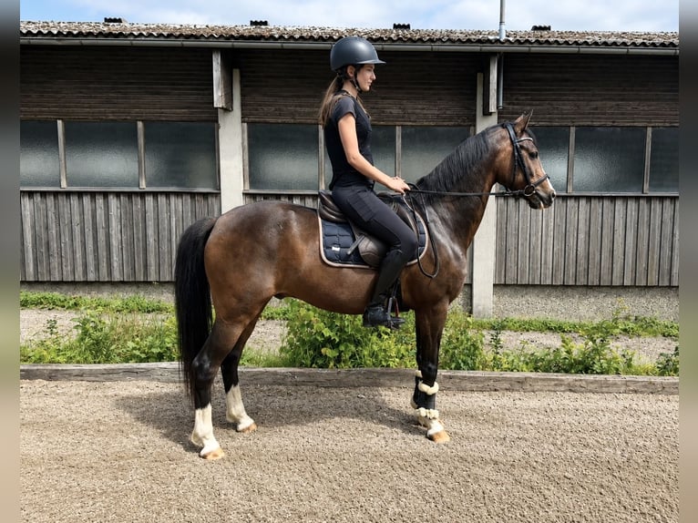 Más ponis/caballos pequeños Caballo castrado 10 años 138 cm Castaño in Pelmberg
