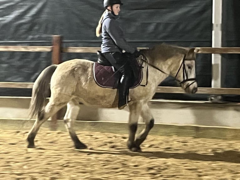 Más ponis/caballos pequeños Caballo castrado 10 años 139 cm Atigrado/Moteado in Ursensollen