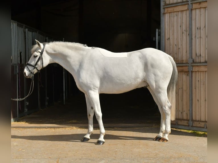 Más ponis/caballos pequeños Caballo castrado 10 años 145 cm Tordo in Geilenkirchen