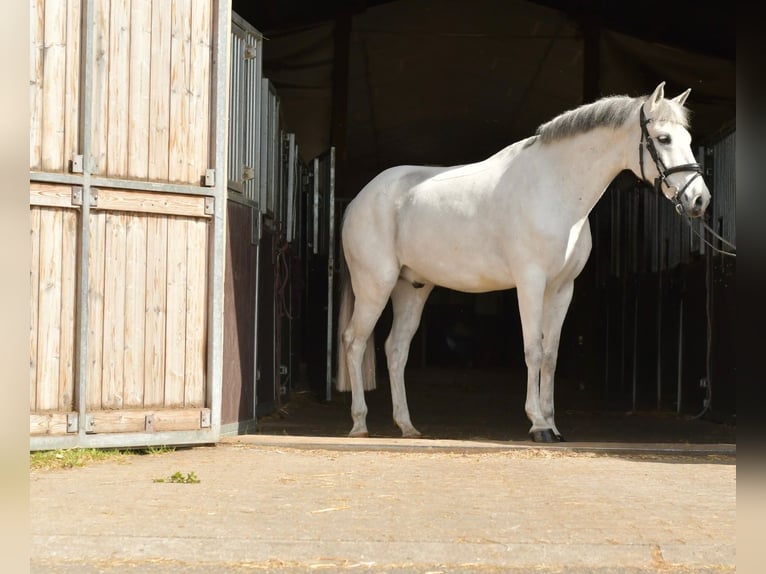 Más ponis/caballos pequeños Caballo castrado 10 años 145 cm Tordo in Geilenkirchen