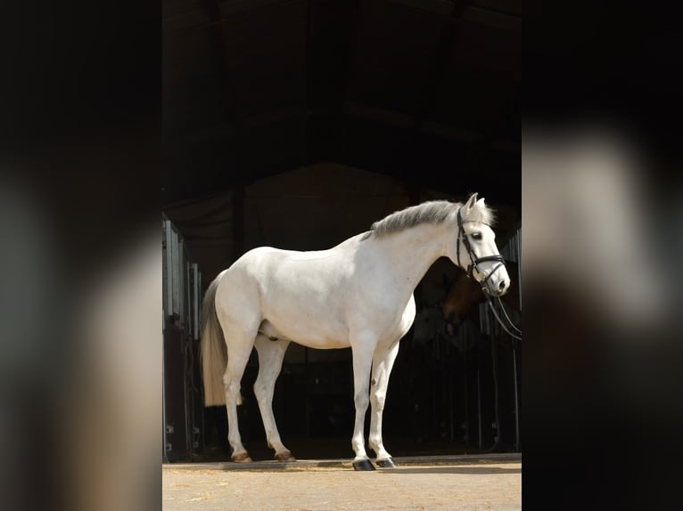 Más ponis/caballos pequeños Caballo castrado 10 años 145 cm Tordo in Geilenkirchen