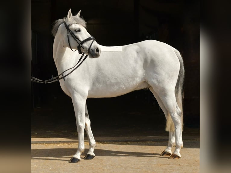 Más ponis/caballos pequeños Caballo castrado 10 años 145 cm Tordo in Geilenkirchen
