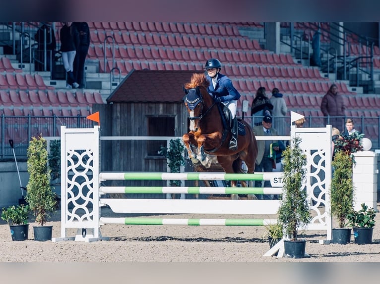 Más ponis/caballos pequeños Caballo castrado 10 años 148 cm Alazán in SoltendieckSoltendieck