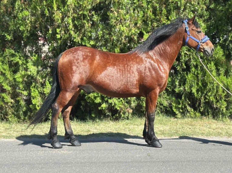 Más ponis/caballos pequeños Caballo castrado 10 años 151 cm Castaño in B&#xE9;k&#xE9;s
