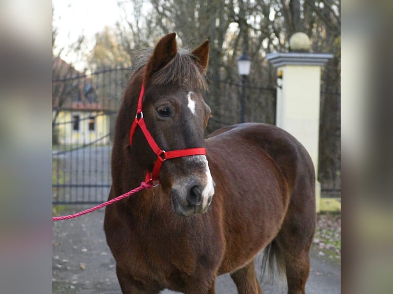 Más ponis/caballos pequeños Caballo castrado 10 años 152 cm Castaño in Békéscsaba