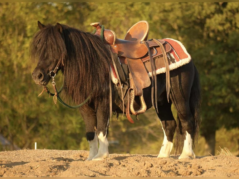 Más ponis/caballos pequeños Caballo castrado 10 años 86 cm Pío in Fresno