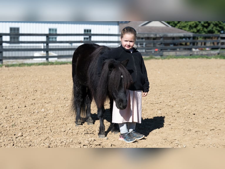 Más ponis/caballos pequeños Caballo castrado 10 años 91 cm Negro in Fredericksburg