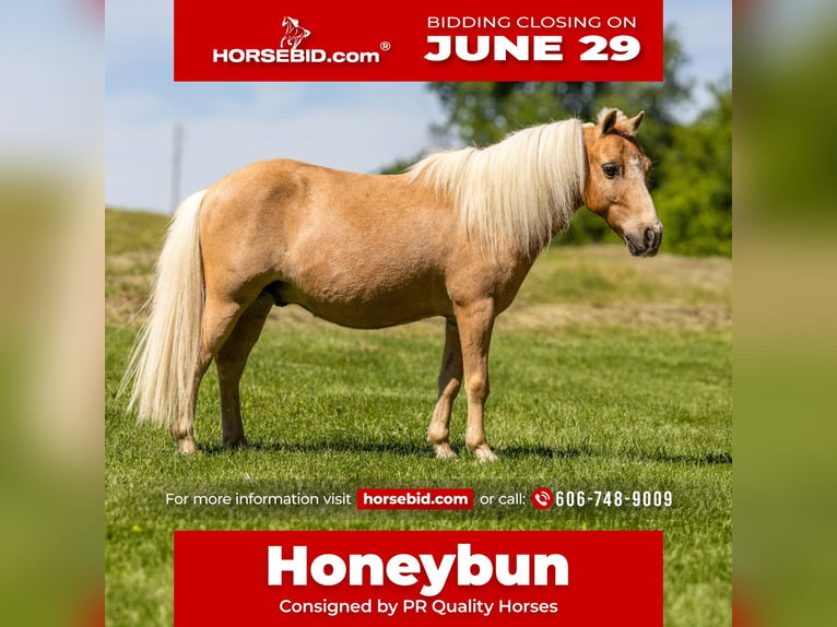 Más ponis/caballos pequeños Caballo castrado 10 años 94 cm Palomino in Ewing