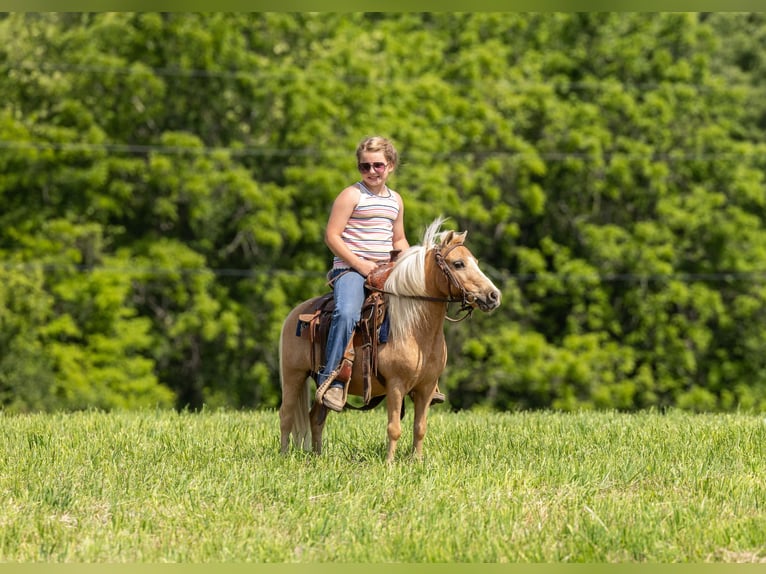 Más ponis/caballos pequeños Caballo castrado 10 años 94 cm Palomino in Ewing