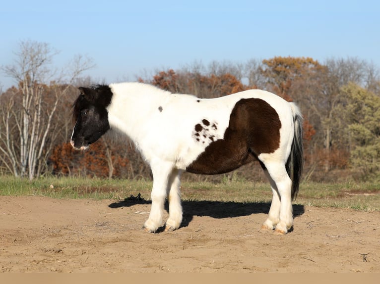 Más ponis/caballos pequeños Caballo castrado 10 años 95 cm Pío in Bellevue