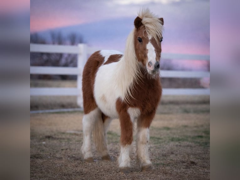 Más ponis/caballos pequeños Caballo castrado 10 años 99 cm Pío in Guthrie