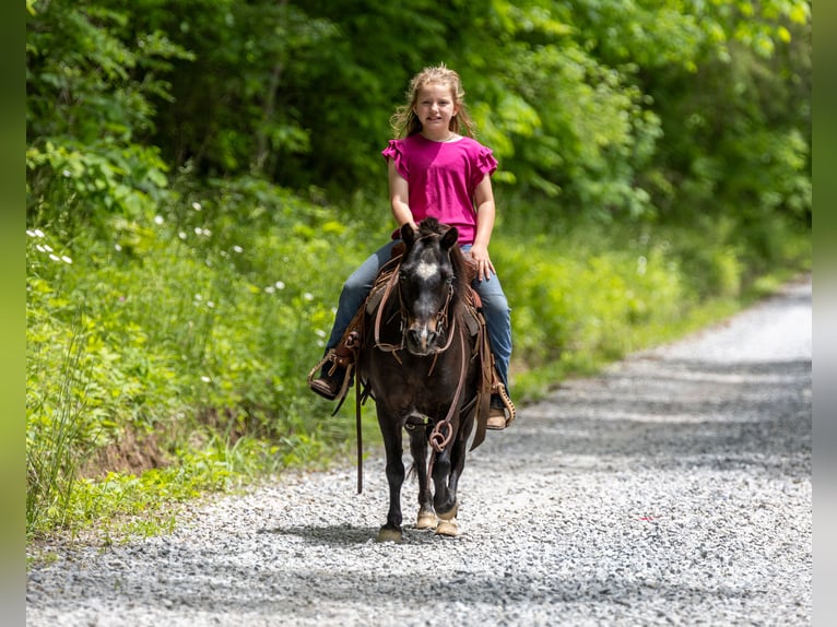 Más ponis/caballos pequeños Caballo castrado 11 años 102 cm Negro in Ewing, KY