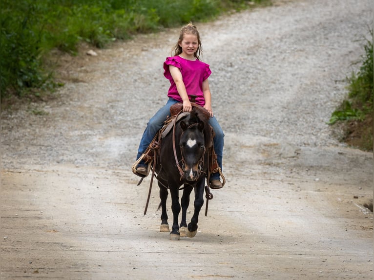 Más ponis/caballos pequeños Caballo castrado 11 años 102 cm Negro in Ewing, KY