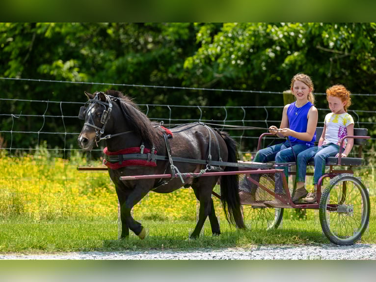 Más ponis/caballos pequeños Caballo castrado 11 años 102 cm Negro in Ewing, KY