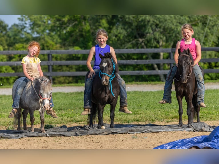 Más ponis/caballos pequeños Caballo castrado 11 años 102 cm Negro in Ewing, KY