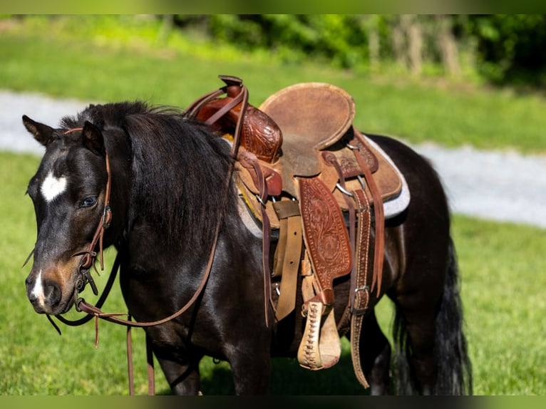 Más ponis/caballos pequeños Caballo castrado 11 años 102 cm Negro in Ewing, KY