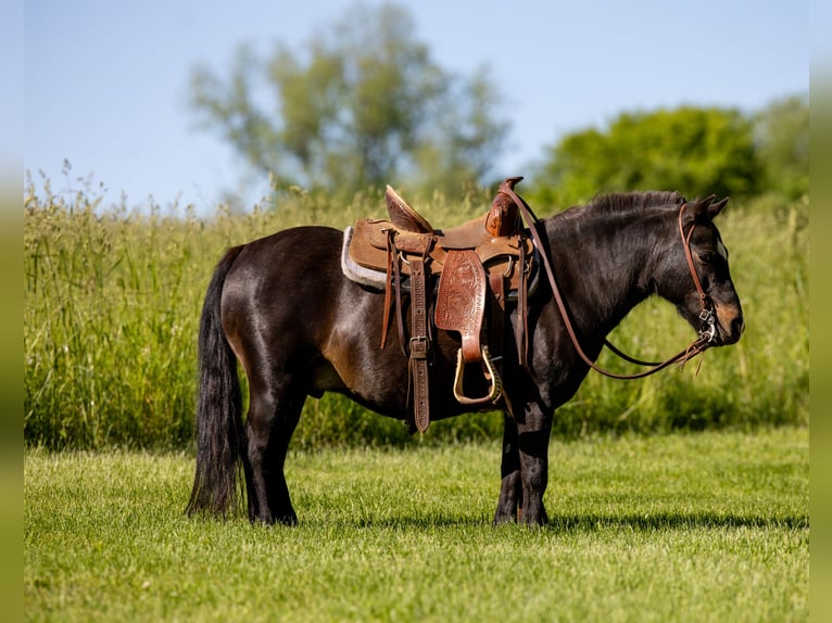 Más ponis/caballos pequeños Caballo castrado 11 años 102 cm Negro in Ewing, KY