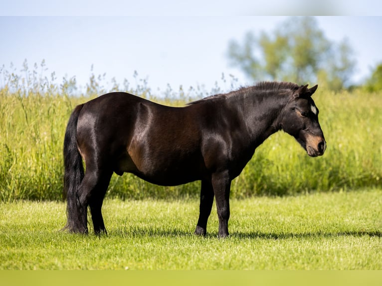 Más ponis/caballos pequeños Caballo castrado 11 años 102 cm Negro in Ewing, KY