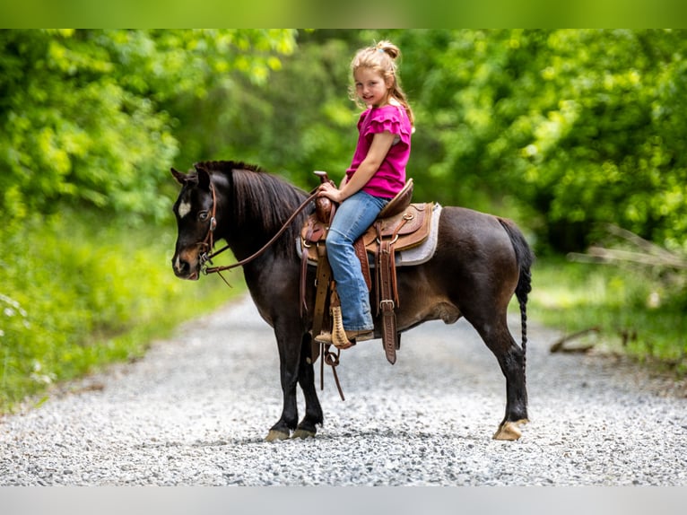 Más ponis/caballos pequeños Caballo castrado 11 años 102 cm Negro in Ewing, KY