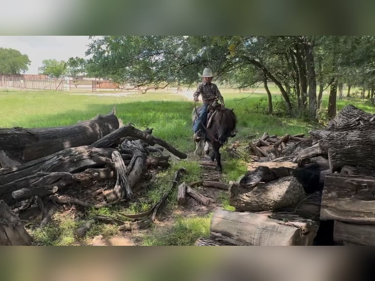 Más ponis/caballos pequeños Caballo castrado 11 años 104 cm in Weatherford, TX