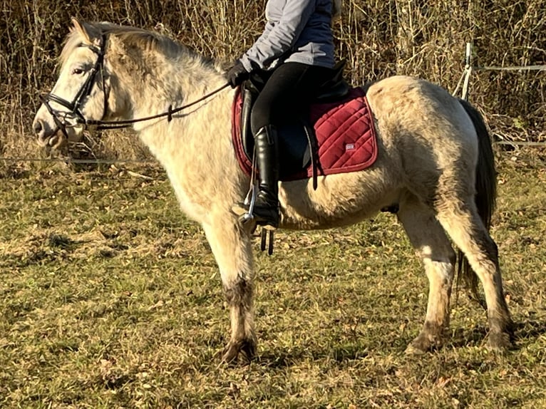 Más ponis/caballos pequeños Caballo castrado 11 años 139 cm Atigrado/Moteado in Ursensollen