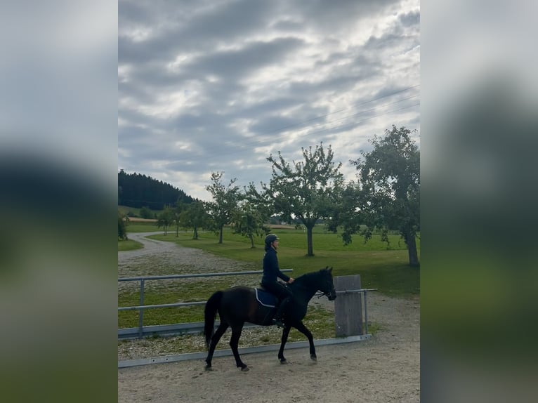 Más ponis/caballos pequeños Caballo castrado 11 años 140 cm Negro in Amtzell