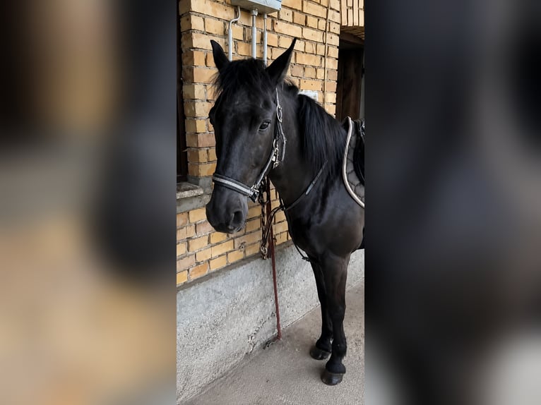 Más ponis/caballos pequeños Caballo castrado 11 años 140 cm Negro in Amtzell