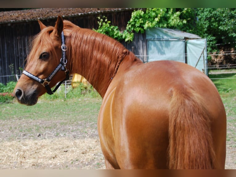 Más ponis/caballos pequeños Caballo castrado 11 años 142 cm in Bayerbach