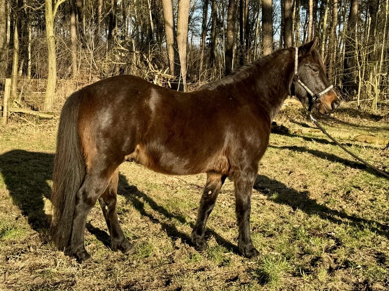 Más ponis/caballos pequeños Mestizo Caballo castrado 11 años 143 cm Morcillo in Ribbesbüttel