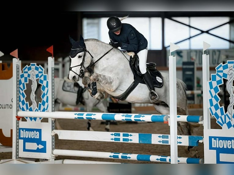 Más ponis/caballos pequeños Caballo castrado 11 años 143 cm Tordo in Prag