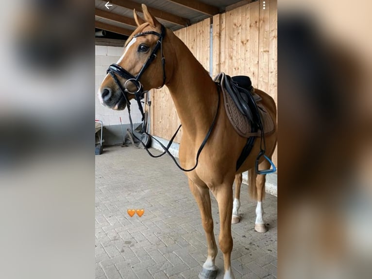 Más ponis/caballos pequeños Caballo castrado 11 años 146 cm Alazán in Zülow