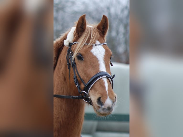 Más ponis/caballos pequeños Caballo castrado 11 años 146 cm Alazán in Zülow