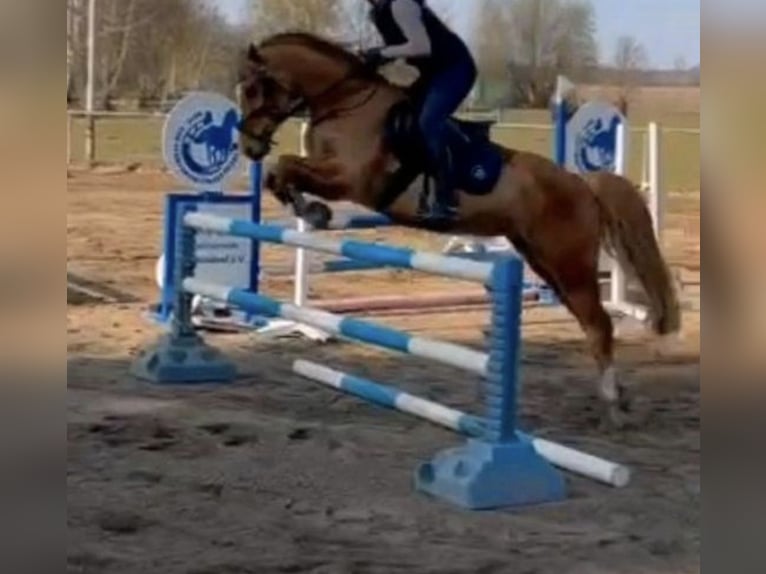 Más ponis/caballos pequeños Caballo castrado 11 años 146 cm Alazán in Zülow