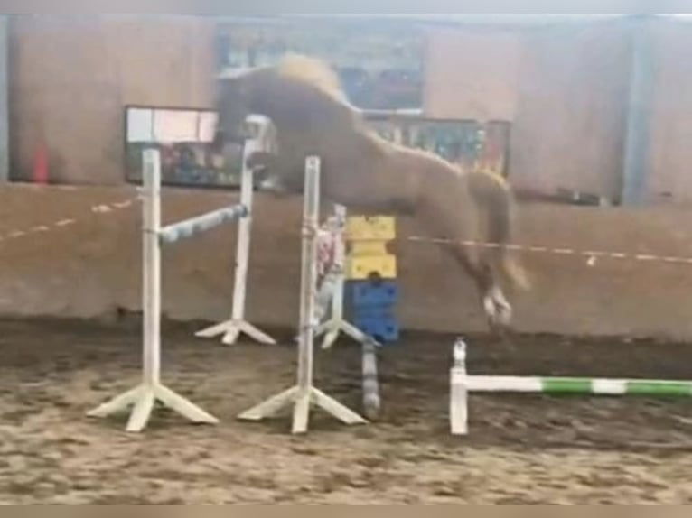 Más ponis/caballos pequeños Caballo castrado 11 años 146 cm Alazán in Zülow